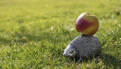 Silver hedgehog with an apple on green grass