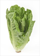 Romaine lettuce