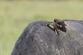 Two Yellow Billed Oxpeckers on Cape Buffalo