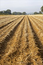 Rows of potatoes in field ready for lifting with top leaves withered