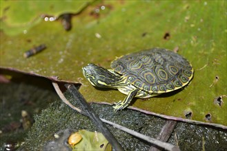Cumberland ornate turtle