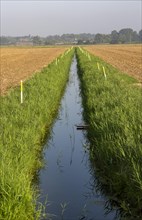 Drainage ditch draining water from farmland in former marshes