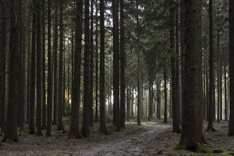 Path through a coniferous forest