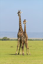 Masai Giraffe