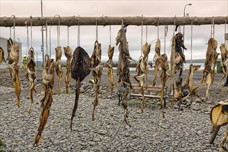 Different kinds of dried fish in a row