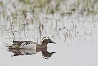 Garganey