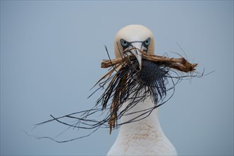 Northern gannet