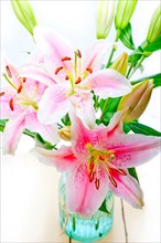 Pink lily flower bunch bouquet over white copyspace