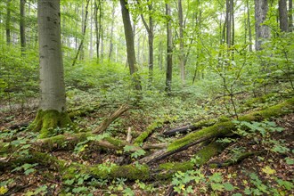 Near-natural mixed deciduous forest