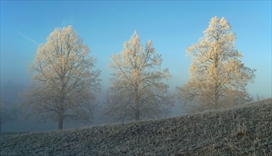 Trees with hoarfrost in winter landscape