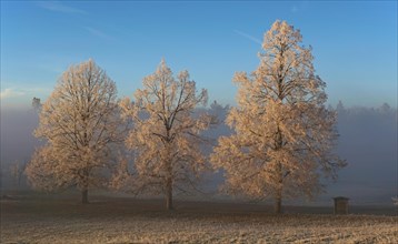 Trees with hoarfrost in winter landscape in the evening light
