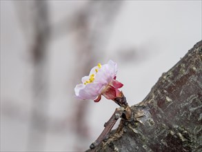 Blossom of the apricot