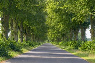 Lime tree avenue in summer