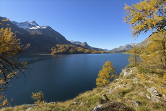 Lake Silsersee with colorful larch trees in autumn
