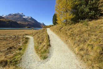 Forked hiking trail on Lake Silsersee in autumn