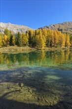 Mountain lake with larch trees in autumn