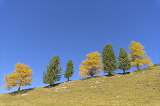 Larch trees in autumn