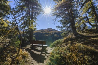 Bench on Lake Silsersee with colorful larch trees and sun in autumn