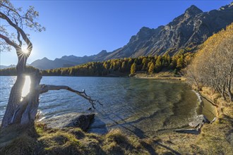 Lake Silsersee with tree and sun in autumn