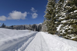 Path in winter
