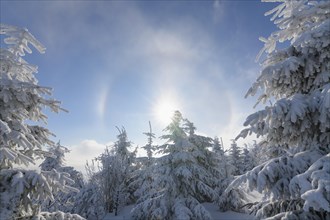 Snow covered coniferous trees with halo and sun in winter