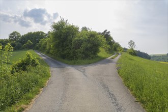 Forked road in spring