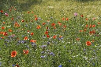 Blooming summer meadow with poppy