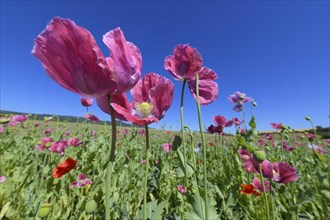 Opium poppy field