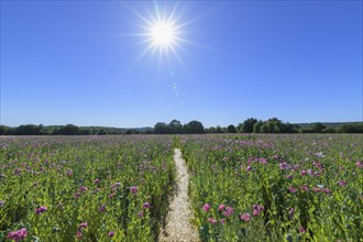 Opium poppy field with path and sun