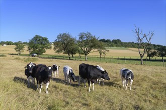 Cows on pasture in summer, Grandenborn, Ringgau, Werra-Meissner district, Hesse, Germany, Europe