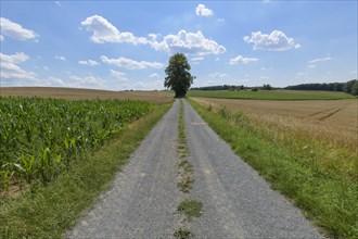 Gravel road with grain fields and tree in summer