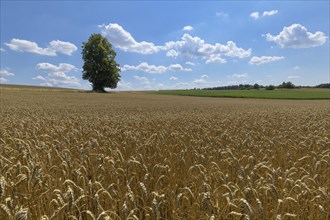 Wheat field with tree in the summer