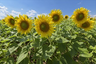 Blooming sunflower field in summer