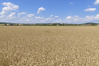 Wheat field with town in the summer