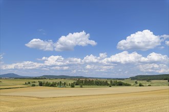 Landscape with cornfield at the harvest in summer