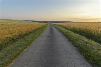 Field road with wheat fields at sunset