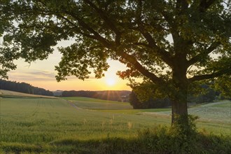 Old oak tree at sunset