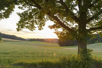 Old oak tree at sunset