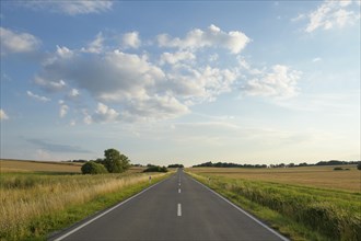 Country road with grain fields in summer