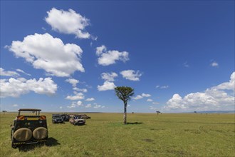 Typical Masai Mara savannah with safari vehicle