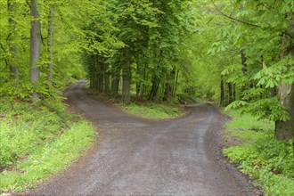 Beech tree forest with forked dirt road in spring