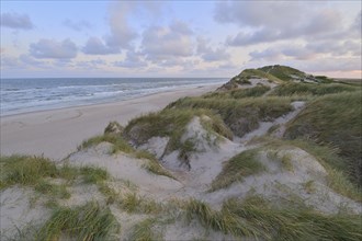 Dune landscape with the north sea in the morning