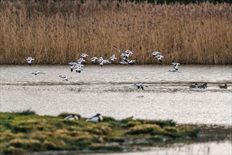 Pied Avocets and Eurasian Wigeons in a flight over Marshland, Devon, England, United Kingdom, Europe