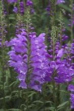 Obedient Plant