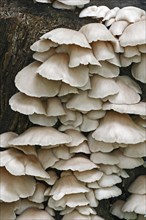 Summer oyster mushrooms