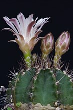 Chin cactus