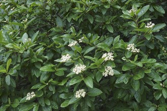 Smooth viburnum