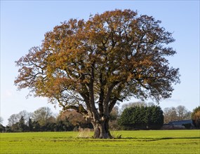 Large mature English oak