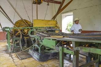 Machine for crushing sisal agaves