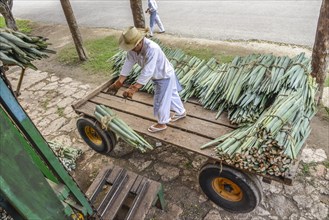 Delivery of Henequen Agaves